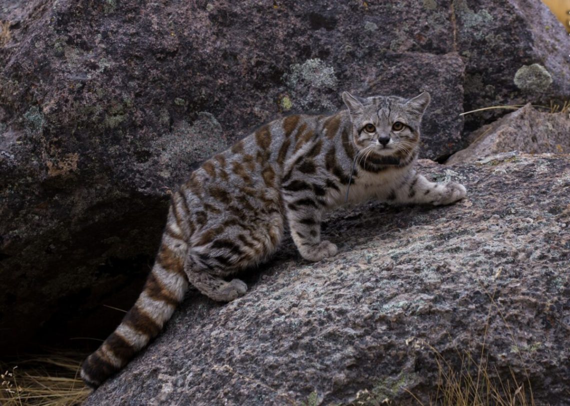 Gato Andino